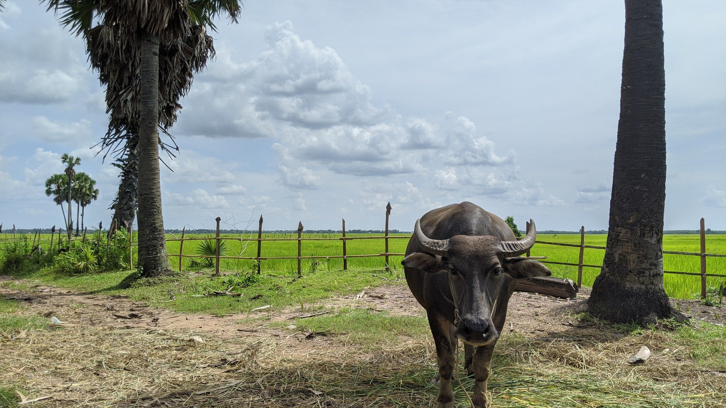 A water buffalo standing between sugar palms, looking at the camera