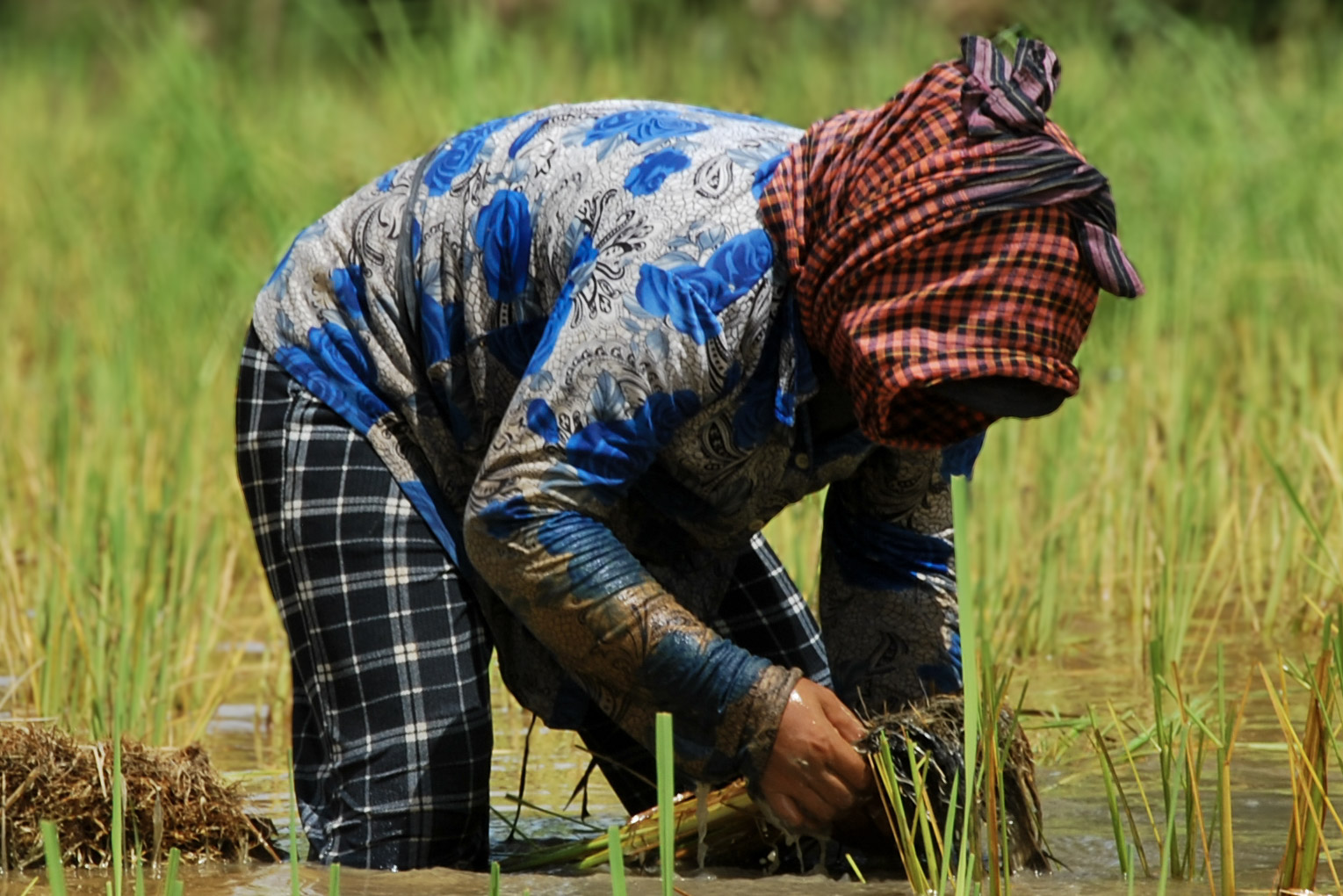 Freshly planted rice paddies surrounding a village house
