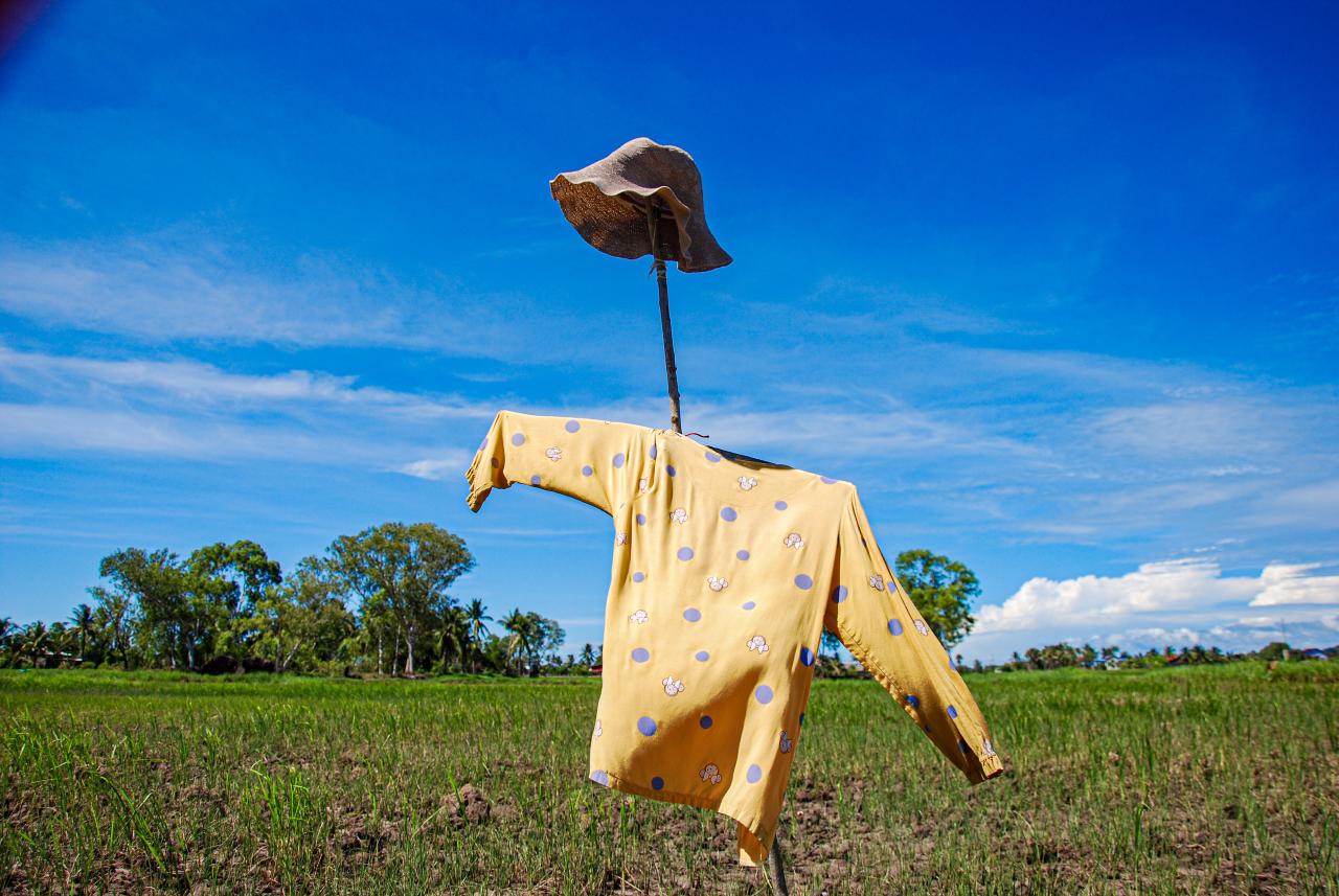Scarecrow guarding a rice field at sunset